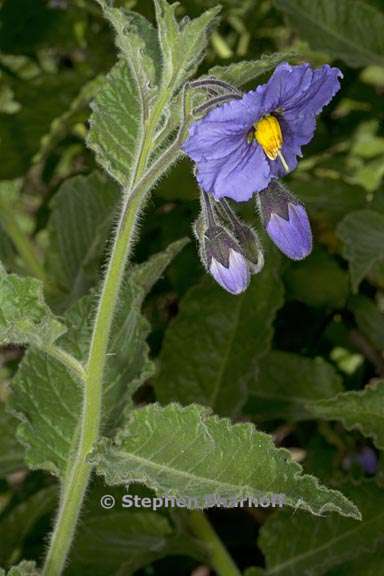 solanum wallacei 1 graphic